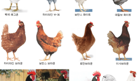 미국 가금류 품종: 미국에서 자란 닭 품종