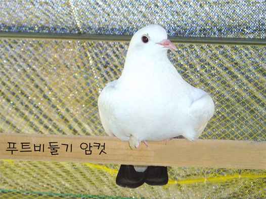 벨기에 링비터 비둘기: 특성, 용도 및 품종 정보