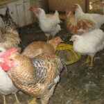 부드러운 닭 돌보기: 부드러운 닭을 돌보는 방법