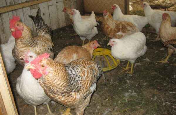 부드러운 닭 돌보기: 부드러운 닭을 돌보는 방법
