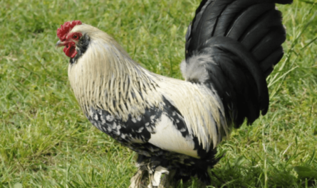 브라마 치킨: 특성, 기질 및 전체 품종 정보