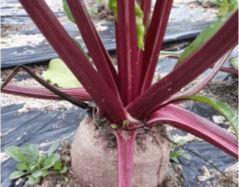 비트 재배: 가정 정원에서 유기농 비트 재배