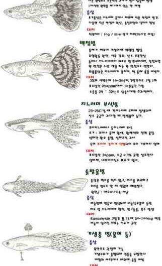 빅 헤드 잉어 물고기 : 특성, 먹이 및 번식