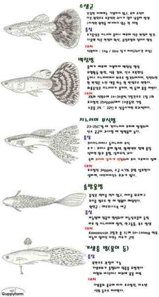 빅 헤드 잉어 물고기 : 특성, 먹이 및 번식