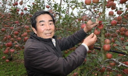 사과 농업: 수익성 있는 사과 생산 사업 계획