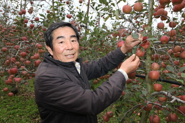 사과 농업: 수익성 있는 사과 생산 사업 계획