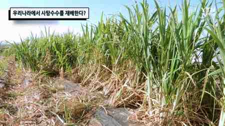 사탕수수 농업: 초보자를 위한 사탕수수 재배 사업