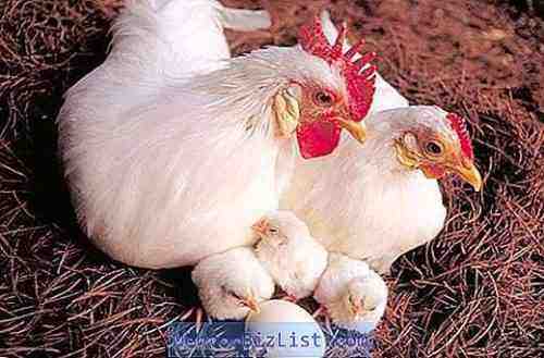 산란계의 종류: 닭을 생산하는 유색 계란