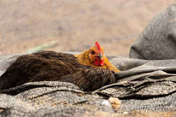 성장하는 닭: 성장하는 닭이란 무엇이며 키우는 방법