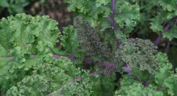 성장하는 케일: 가정 정원에서 유기농 케일 재배