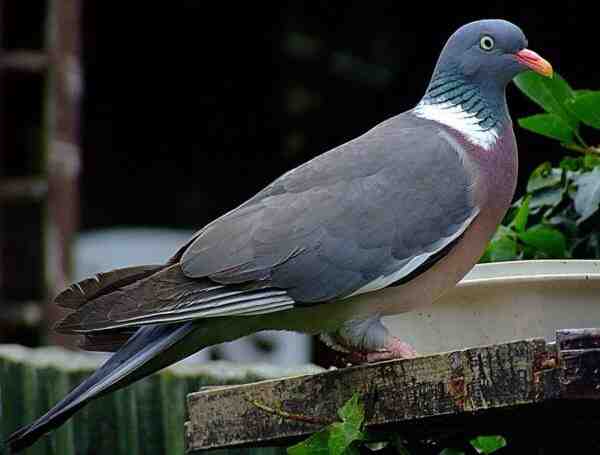 세게드 하이플라이어 비둘기 : 특성 및 품종 정보