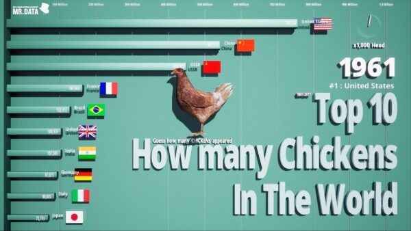 세라마 치킨: 특성, 기질 및 전체 품종 정보