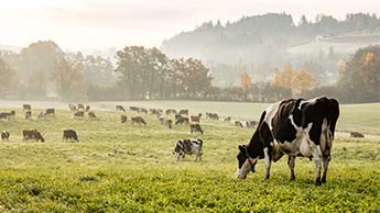 소 사료: 더 나은 우유 및 육류 생산을 위한 소 사료 공급 가이드