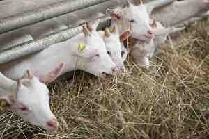 스페인 염소 사육: 초보자를 위한 사업 시작 계획