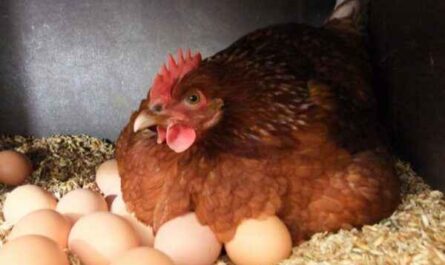 신선한 계란을 위해 몇 마리의 암탉을 기르는 방법: 층계 닭 사육 가이드