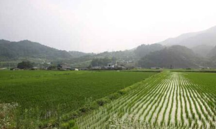 쌀 콩 재배: 초보자를 위한 쌀 콩 재배