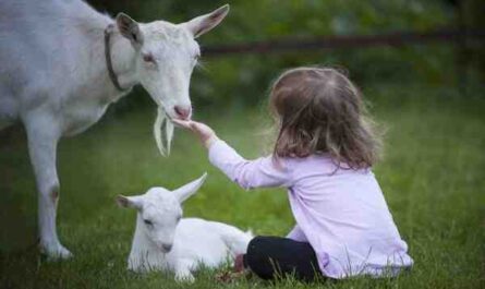 아기 염소를 돌보는 방법: 염소 아이들을 돌보는 가이드