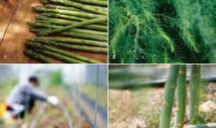 아스파라거스 재배: 가정 정원에서 유기농 아스파라거스 재배