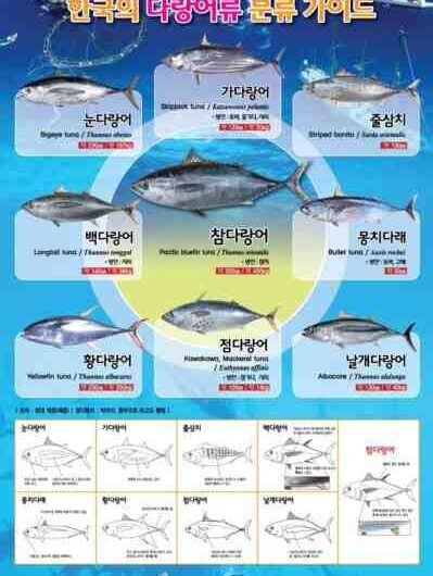 알바코어 물고기: 특성, 식단, 사육 및 용도