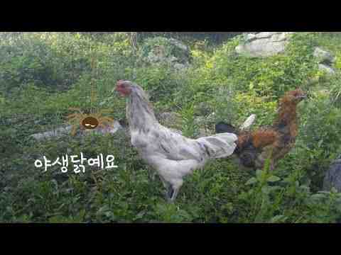 야생 닭은 무엇을 먹나요? 야생 닭 먹는 습관 정보