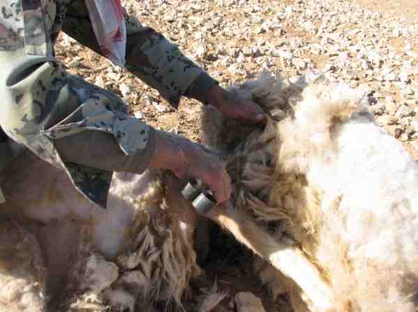 양털 깎기: 양털 깎는 방법(초보자 안내서)