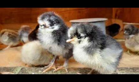 어린 병아리에서 닭 키우기: 아기 병아리를 키우는 방법