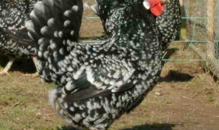 얼룩덜룩 한 서식스 치킨 : 특성, 기질 및 전체 품종 정보