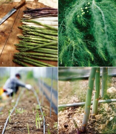 엔다이브 재배: 가정 정원에서 유기농 엔다이브 재배
