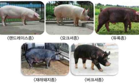 엔젤 새들백 돼지: 특성 및 품종 정보