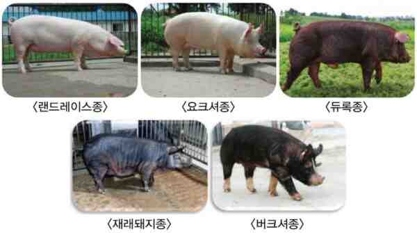 엔젤 새들백 돼지: 특성 및 품종 정보