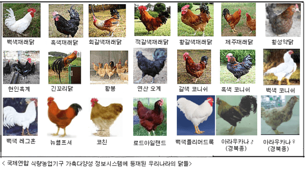 영국 가금류 품종: 영국에서 사육되는 닭의 종류