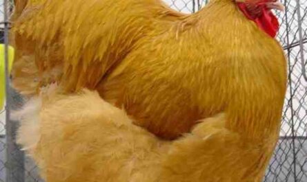 오르핑턴 닭 농장: 초보자를 위한 사업 시작 계획