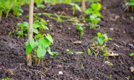 완두콩 재배: 가정 정원에서 유기농 완두콩 재배