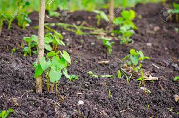 완두콩 재배: 가정 정원에서 유기농 완두콩 재배