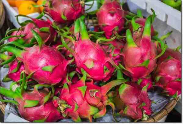 용과 재배: 초보자를 위한 Pitaya 재배