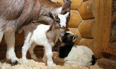 유제품 염소 품종: 우유 생산을 위한 10가지 최고의 품종