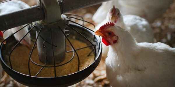 육계 가금류 양식: 육류 닭고기 양식 사업 시작을 위한 가이드