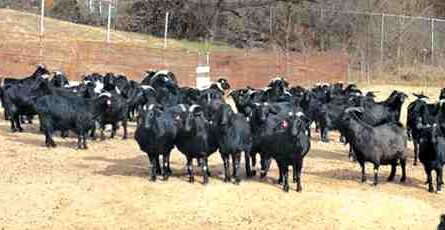 육류 염소 사육 사업: 초보자를 위한 완전한 정보 및 가이드
