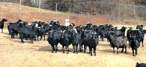 육류 염소 사육 사업: 초보자를 위한 완전한 정보 및 가이드