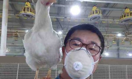 일본 자그마한 닭 농장: 초보자를 위한 사업 시작 계획