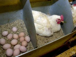 초보자를 위한 최고의 알을 낳는 닭: 올바른 품종 선택