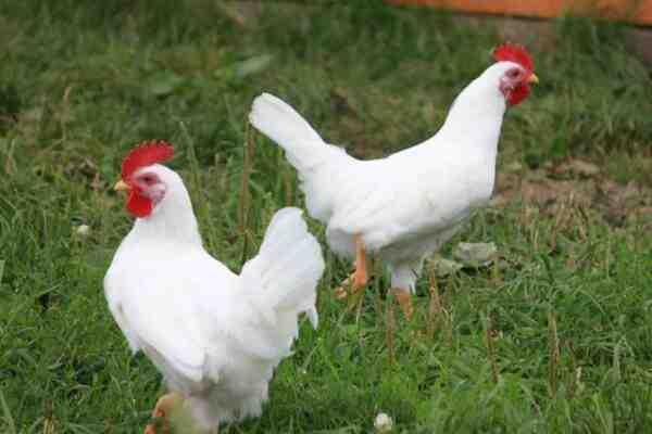 캠핑 닭 농장: 초보자를 위한 사업 시작 계획