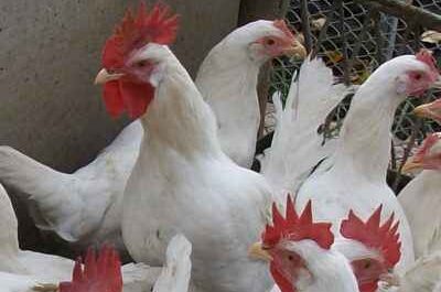 콘월식 닭 농장: 초보자를 위한 사업 시작 계획
