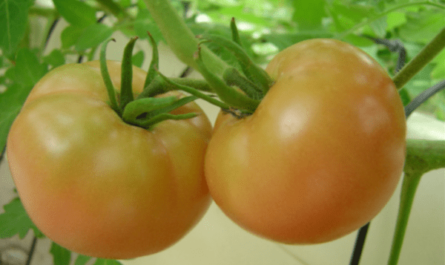 토마토 재배: 가정 정원에서 유기농 토마토 재배
