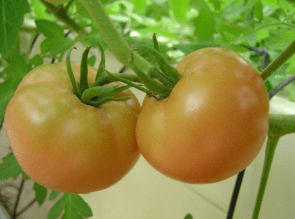 토마토 재배: 가정 정원에서 유기농 토마토 재배