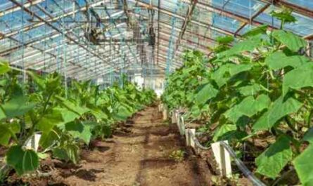 포케위드 재배: 가정 정원에서 포케위드 유기농 재배