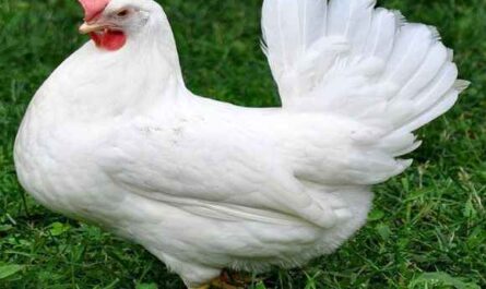 폴란드 닭 농장: 초보자를 위한 사업 시작 계획