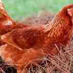 피닉스 닭 품종: 특성, 기질 및 전체 품종 정보
