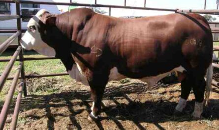호주 Braford 가축 사육: 초보자를 위한 사업 시작 계획