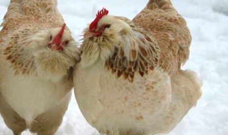 Faverolles 치킨 농장: 초보자를 위한 사업 시작 계획